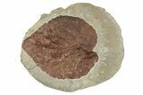 Fossil Leaf (Davidia) - Montana #190442-1